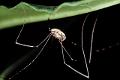 phalangium opilio 2